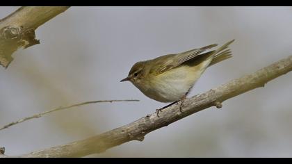 Common Chiffchaff
