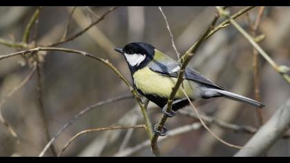 Great Tit