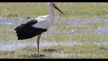 White Stork