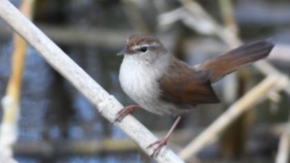 Cetti`s Warbler