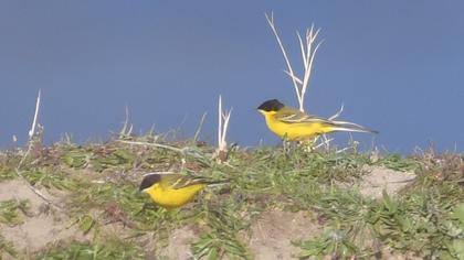 Western Yellow Wagtail