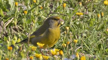 European Greenfinch