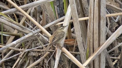 Sedge Warbler