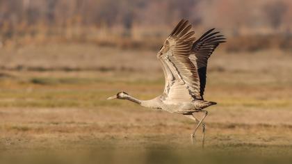 Common Crane