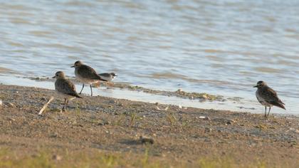 European Golden Plover