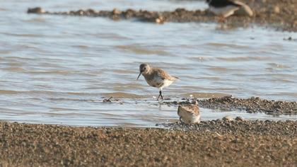 Dunlin