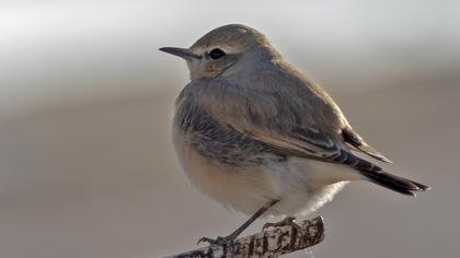 Isabelline Wheatear