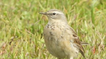 Water Pipit
