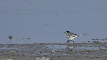 White Wagtail
