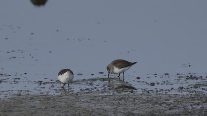 Dunlin