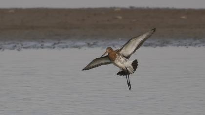 Black-tailed Godwit