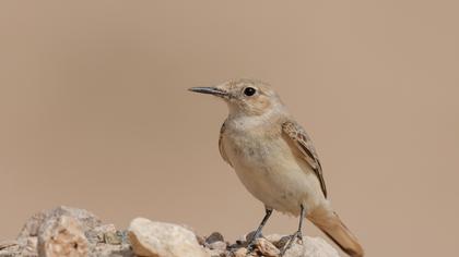Hooded Wheatear