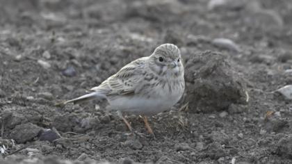 Turkestan Short-toed Lark