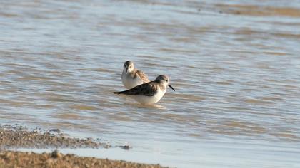 Little Stint