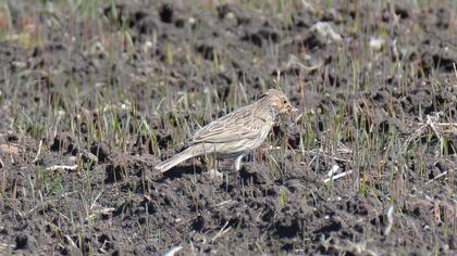 Corn Bunting
