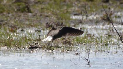 Green Sandpiper