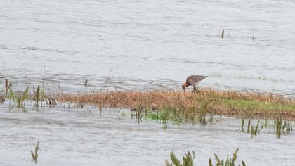 Black-tailed Godwit