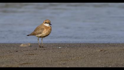 Greater Sand Plover