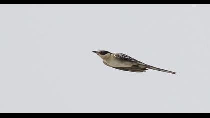 Great Spotted Cuckoo