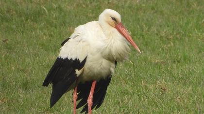 White Stork