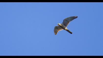 Common Kestrel
