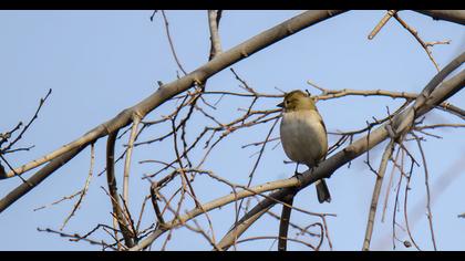Common Chaffinch