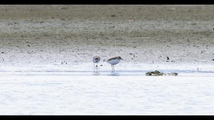 Kentish Plover