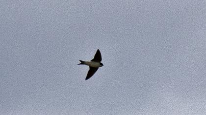 Common House Martin
