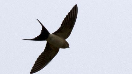 Red-rumped Swallow