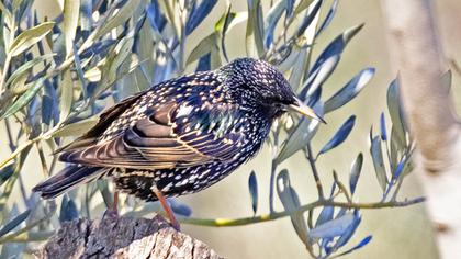 Common Starling