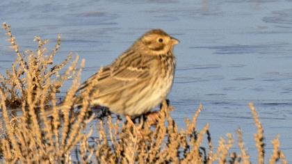 Corn Bunting
