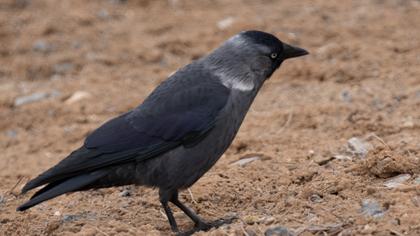 Western Jackdaw
