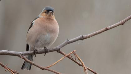 Common Chaffinch