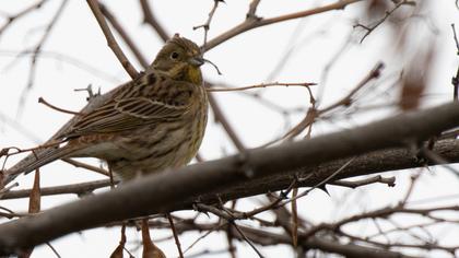 Yellowhammer