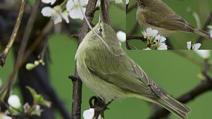 Common Chiffchaff