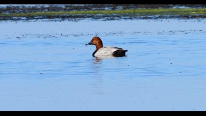 Common Pochard