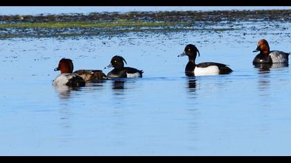Tufted Duck