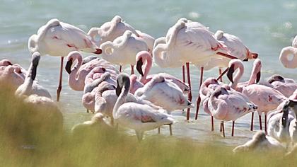 Lesser Flamingo
