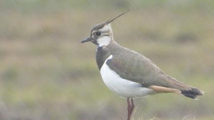 Northern Lapwing