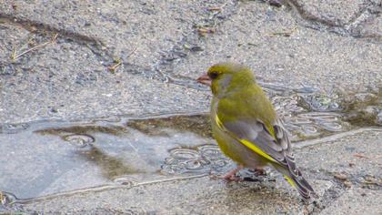 European Greenfinch