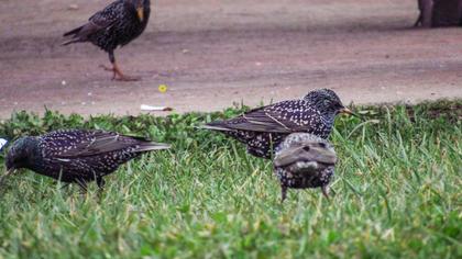 Common Starling