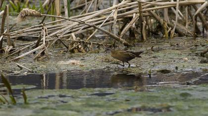 Little Crake