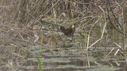 Spotted Crake