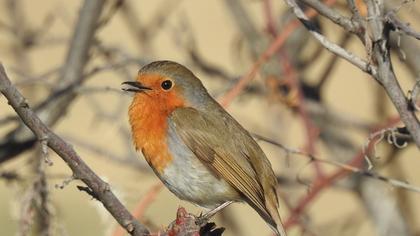European Robin