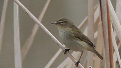 Common Chiffchaff