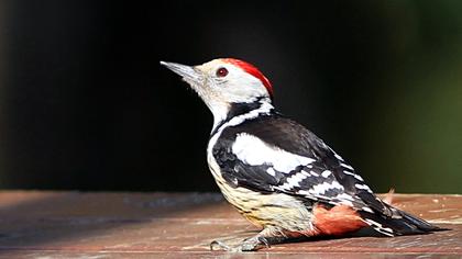 Middle Spotted Woodpecker