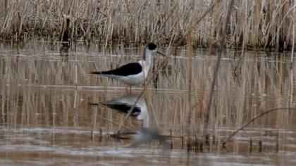 Black-winged Stilt