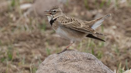 Calandra Lark