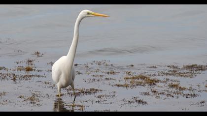 Great Egret
