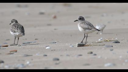 Grey Plover